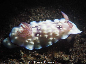 nudibranch lighted with a a snoot by J. Daniel Horovatin 